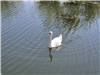 Monsieur Schwan begrüsst uns 