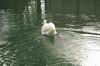 Schwan von hinten ;-)