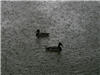 Auch die Enten lieben solchen Regen nicht unbedingt.