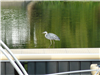 Auch Reiher nutzen die Schwimmstege
