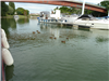 Enten im Hafen von Chalon