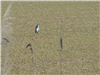 Reiher spielt Storch auf dem Feld