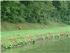 Die Rehe äsen gern auf dem Chemin de Halage